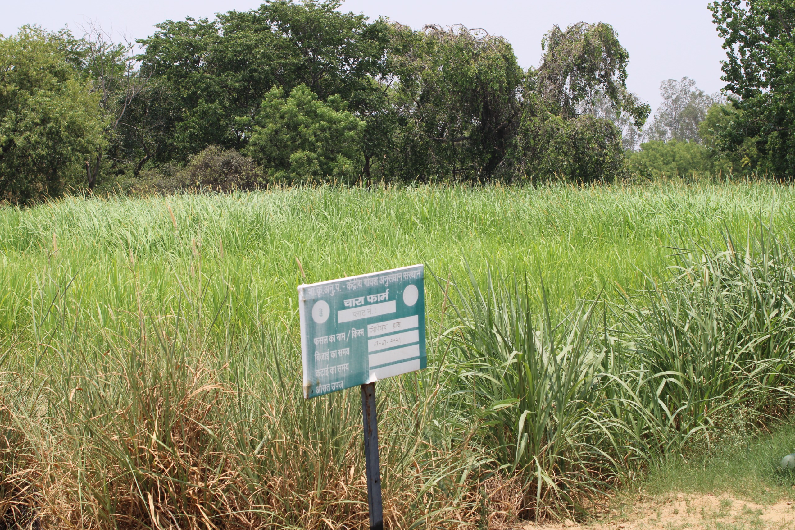 Fodder Farm