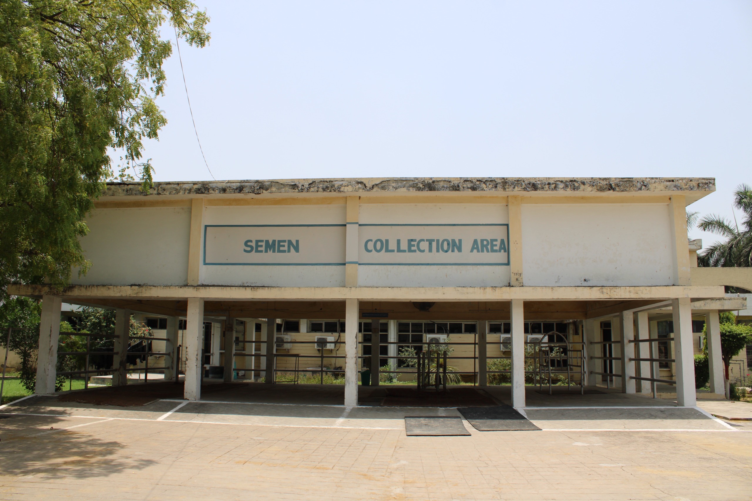 Semen Collection Area